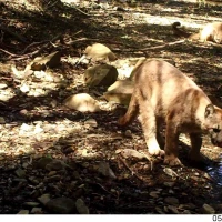 puma family group in sf bay area