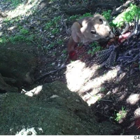 puma feeds on turkey in sf bay area