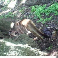 puma feeds on turkey in sf bay area