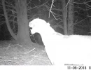 puma flehmen response territory