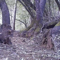 puma in north sf bay area