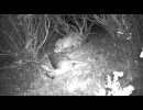 puma kitten feeding on deer in sf