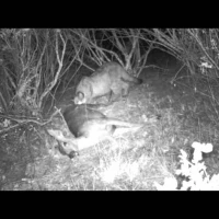 puma kitten feeding on deer in sf