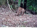 puma on the sf bay area peninsula