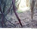 puma walking in manzanita grove
