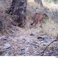 puma walking in sf bay area