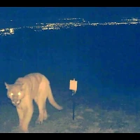yawning puma