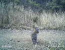 bobcat kitten in marin county