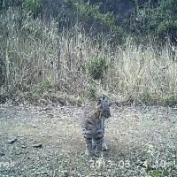bobcat kitten in marin county