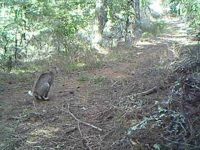 bobcat scraping in the north bay