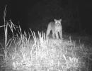 felidae remote camera blooper reel