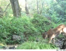 puma in napa county ca