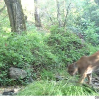 puma in napa county ca