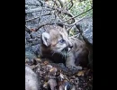 puma kitten