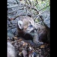puma kitten