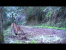 puma scraping in the south bay area