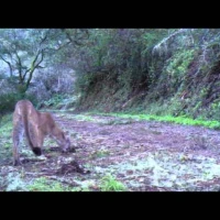 puma scraping in the south bay area