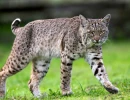 trishcarney fullbodybobcat