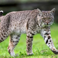 trishcarney fullbodybobcat