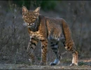 trishcarney fullbodybobcat3