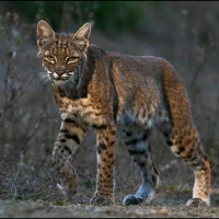 trishcarney fullbodybobcat3