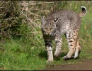 trishcarney fullbodybobcat4