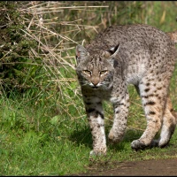 trishcarney fullbodybobcat4