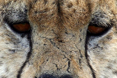 cheetah eyes 2