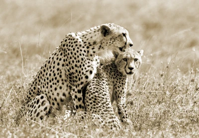 cheetah mom w baby