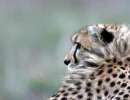 Cheetah profile impression