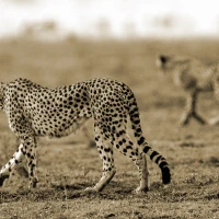 cheetah w 2 bkgrnd