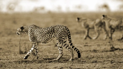 cheetah w 2 bkgrnd