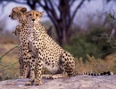cheetahs 3 rock crop