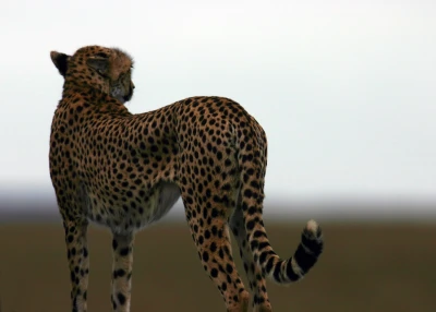mara cheetah on car profile