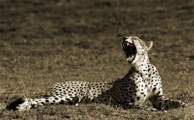 yawning cheetah