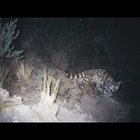 argentina andean cat