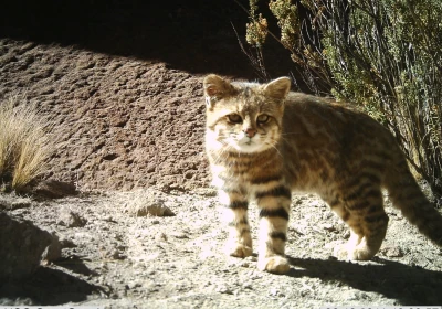Argentina Small Felids