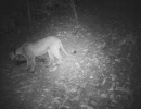 female puma in south bay area
