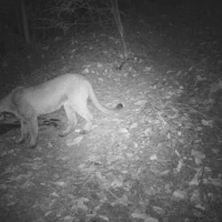 female puma in south bay area
