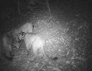female puma with her older kittens