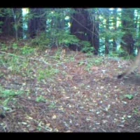 puma and bobcat from jodi mcgraw