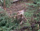 puma in leg hold snare before