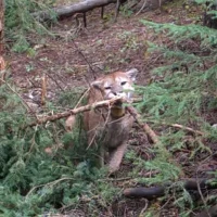 puma in leg hold snare before