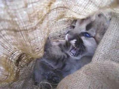 puma kitten in cloth bag before