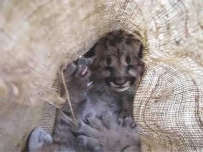 puma kittens in cloth bag before