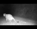 puma scraping in the south bay area