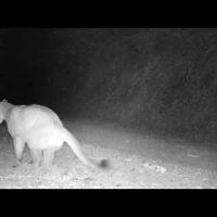 puma scraping in the south bay area
