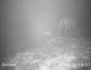 puma traveling in the fog