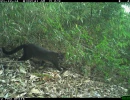 golden cat