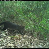 golden cat